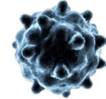 Hepatit B